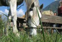 Reiten am Comer See