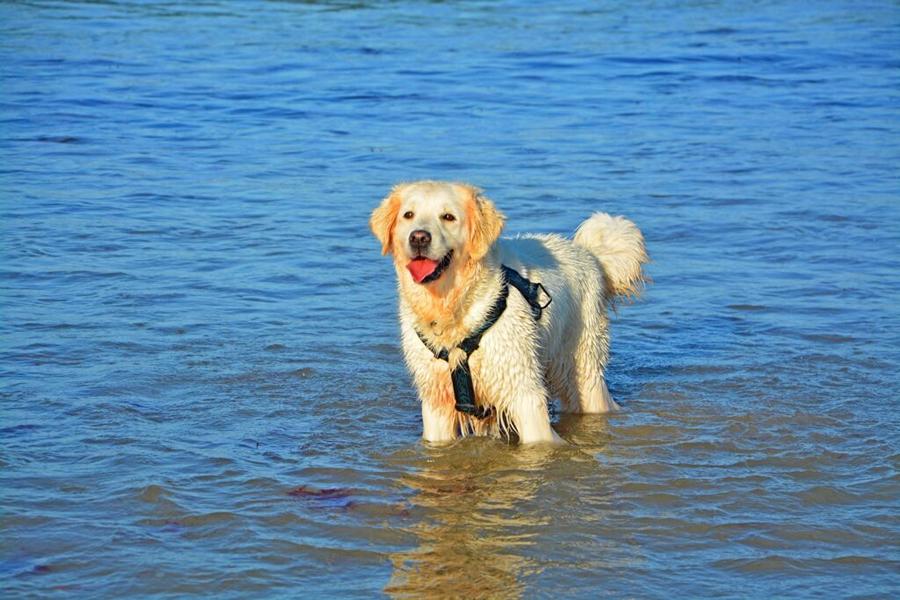 Urlaub mit Hund am Comer See