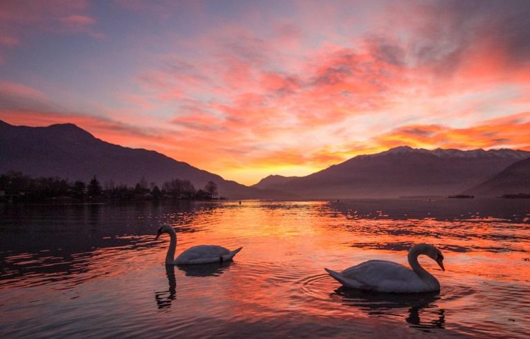 K1600_9.-Comer-See-Schwaene